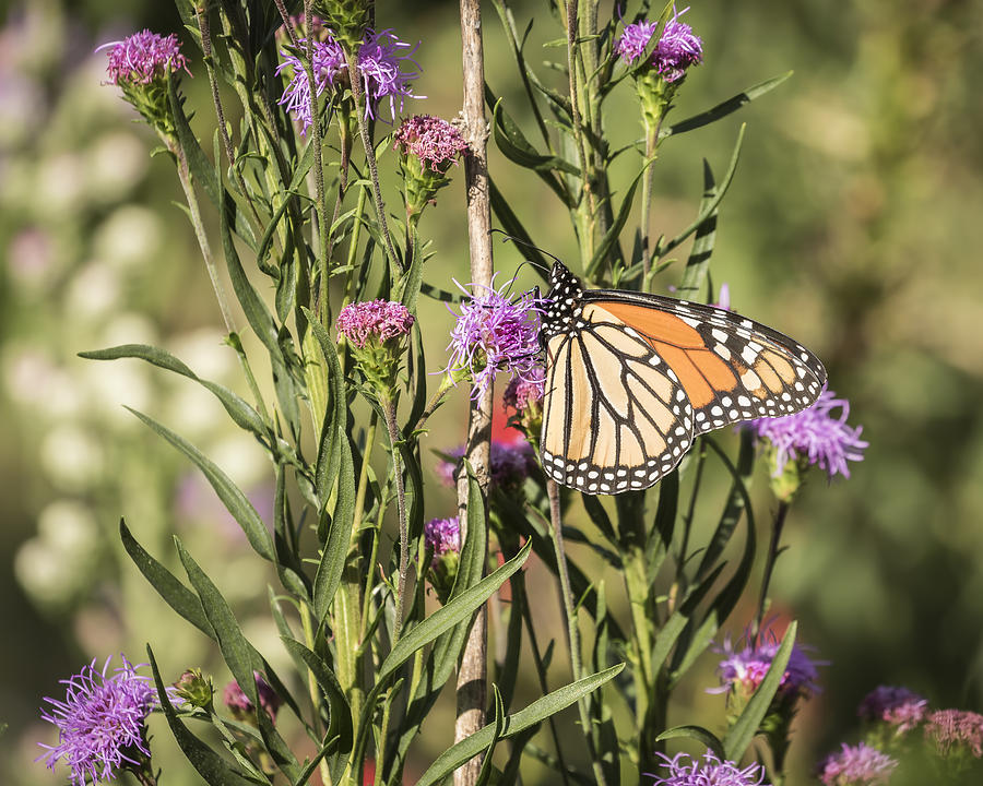 Monarch and Blazing Star 7-2015 Photograph by Thomas Young