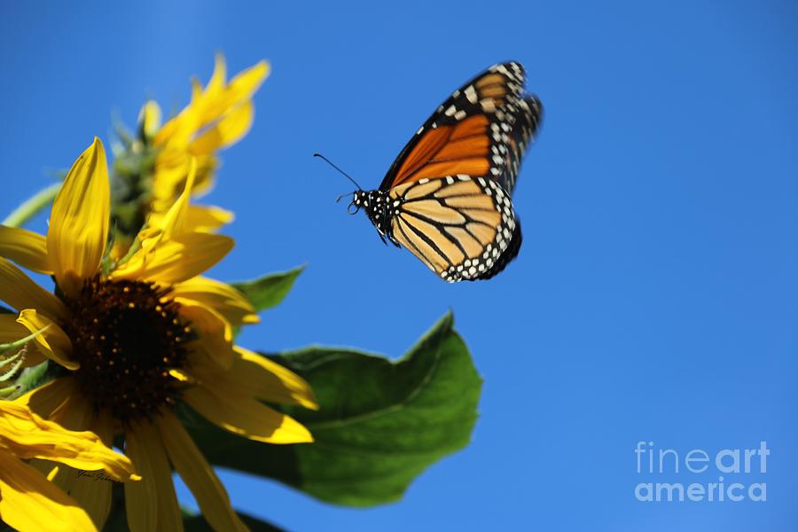 Monarch and Blue Sky  Photograph by Yumi Johnson