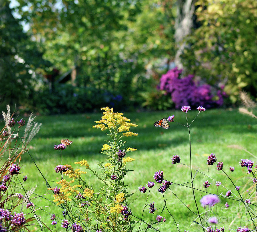 Monarch and Buckeye Butterflies 2011 Photograph by Karen Adams