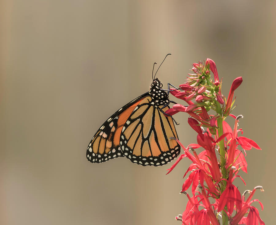 Monarch and Cardinal Flower 2016-1 Photograph by Thomas Young