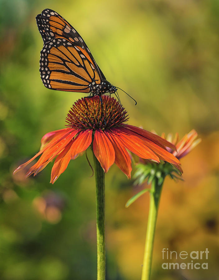 Monarch and Coneflower Photograph by Heather Hubbard