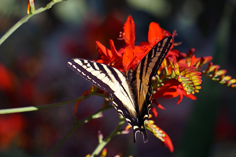 Monarch and Crocosmia Photograph by Wayne Enslow