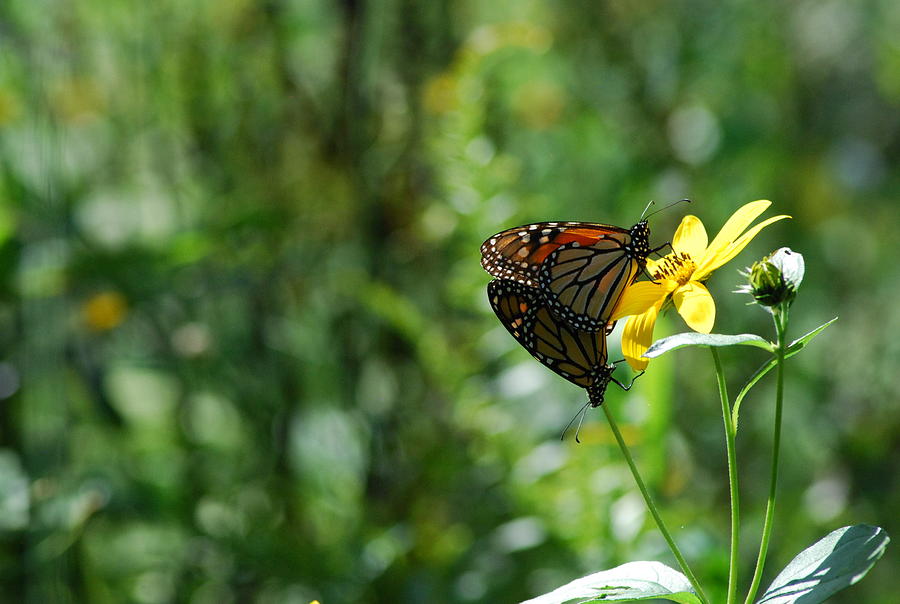 Monarch And Cutleaf Coneflower Photograph by Ee Photography