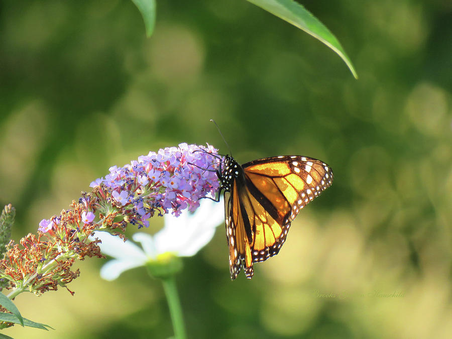 Monarch Butterfly and Flower - Butterfly and Flora - Nature Photography and Art Photograph by Brooks Garten Hauschild