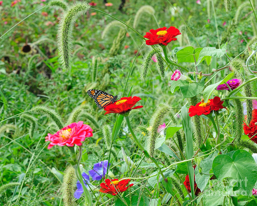 Monarch and Flowers Photograph by Edward Sobuta