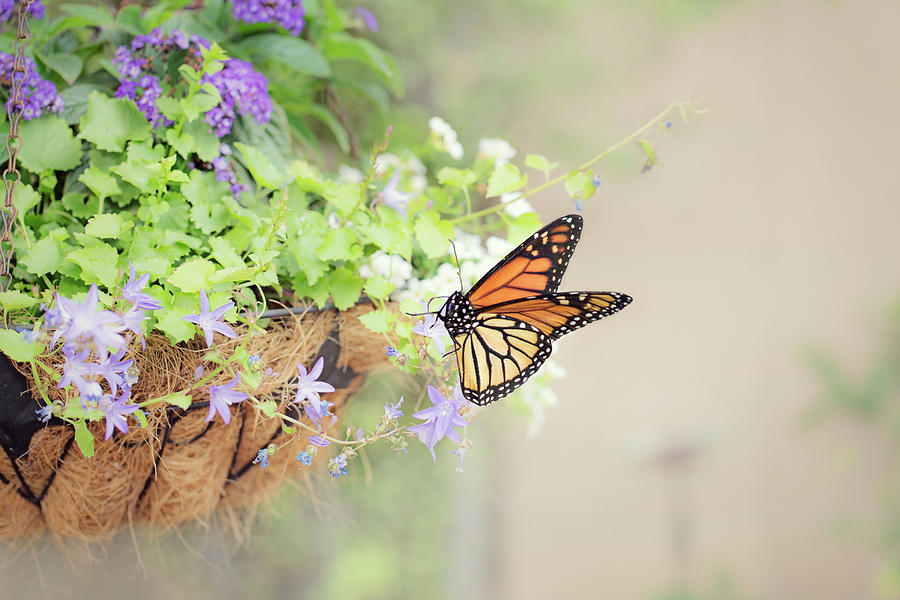 Monarch and Garden Basket Photograph by Susan Gary