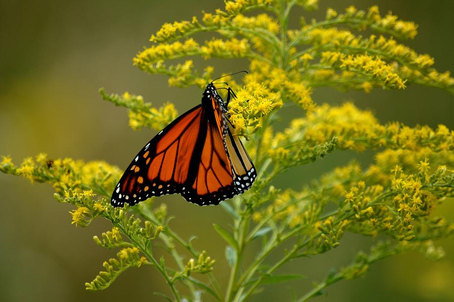 Butterfly Photograph - Monarch and Goldenrod by Karen Majkrzak