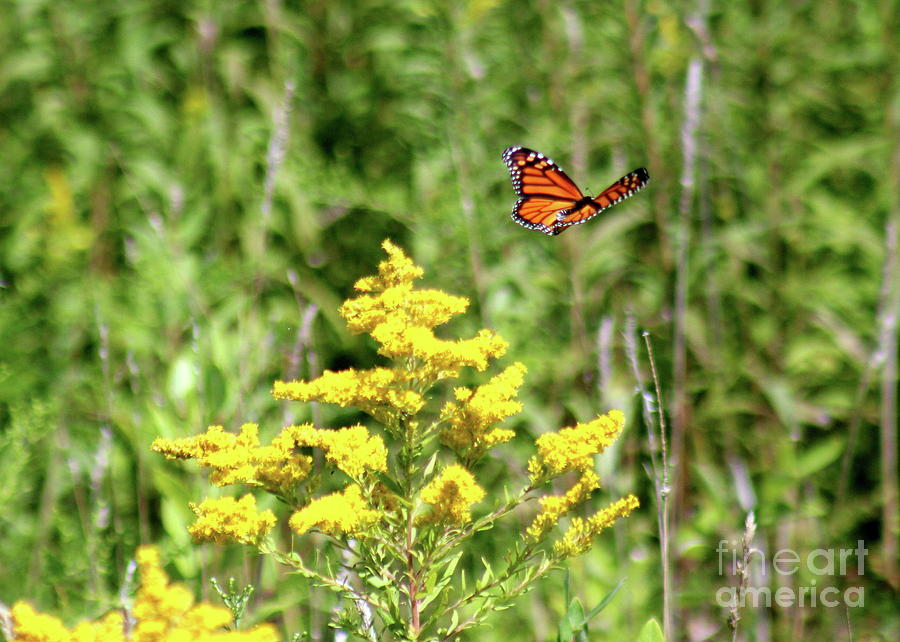 Monarch and Goldenrod Photograph by Alice Terrill