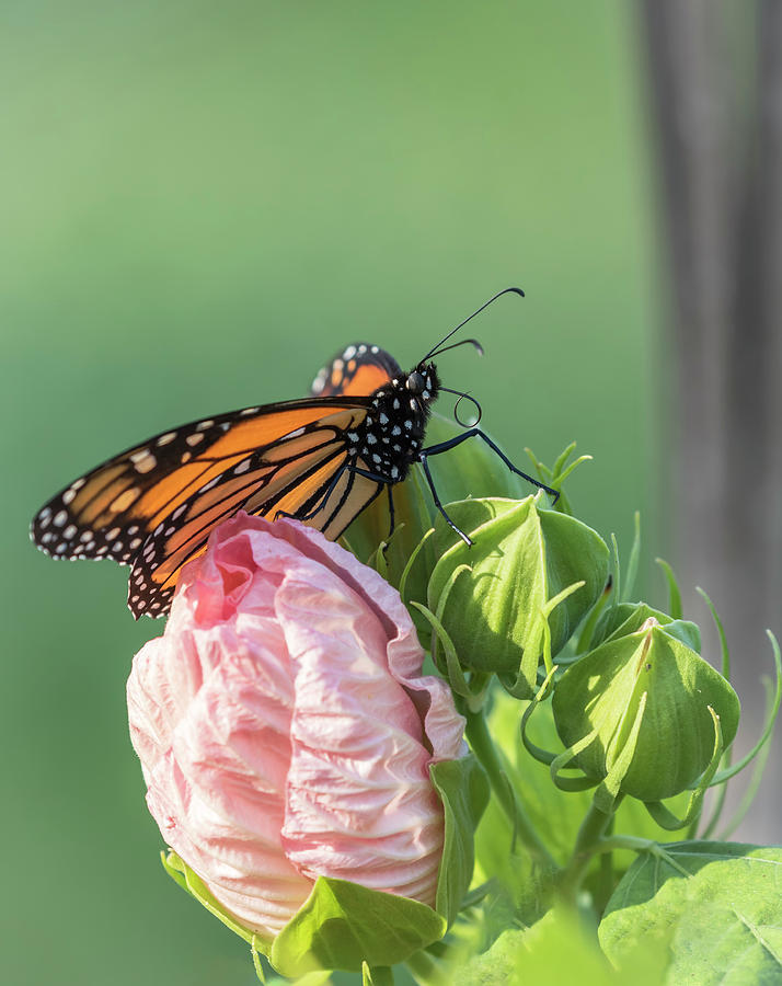 Monarch and Hibiscus Flower 2017 Photograph by Thomas Young