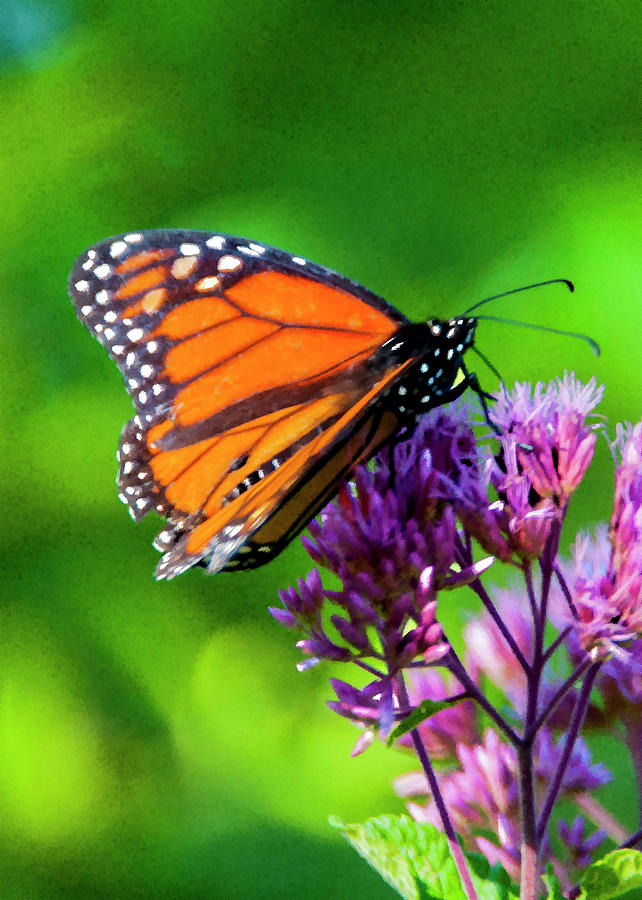Monarch And Milkweed Photograph