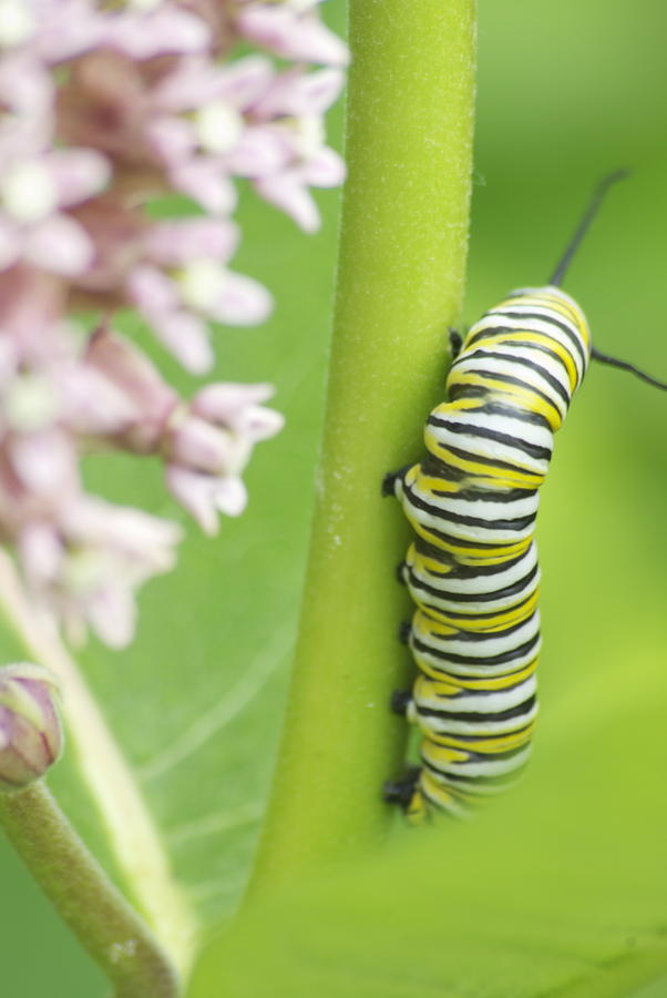 Monarch and Milkweed Photograph by Michael Peychich