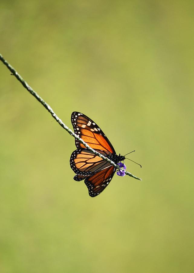 Monarch and Natural Green Canvas Photograph by Carol Groenen