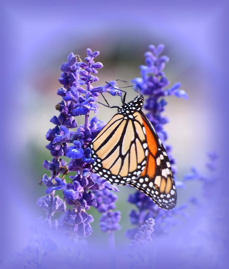 Monarch and Purple - Butterfly Photograph by MTBobbins Photography
