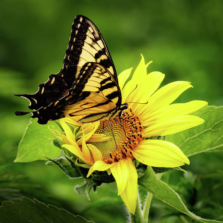 Tiger Swallowtail and Sunflower Photograph by C  Renee Martin