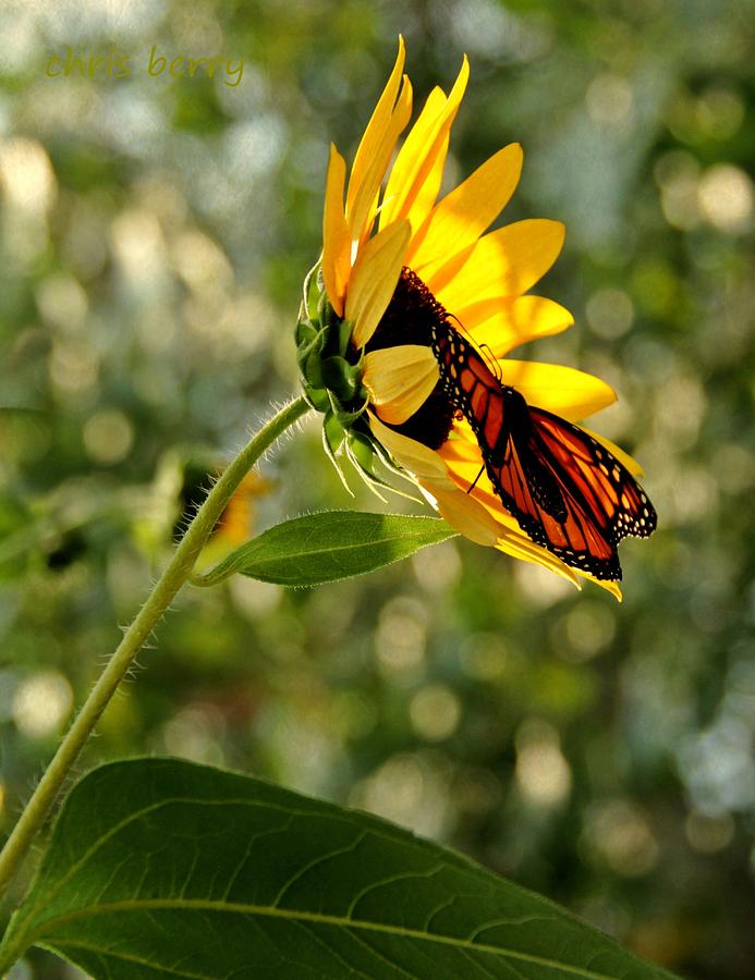 Monarch and Sunflower Photograph by Chris Berry