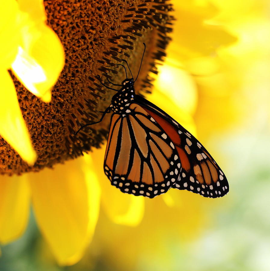 Monarch and Sunflower Photograph by Joseph Skompski