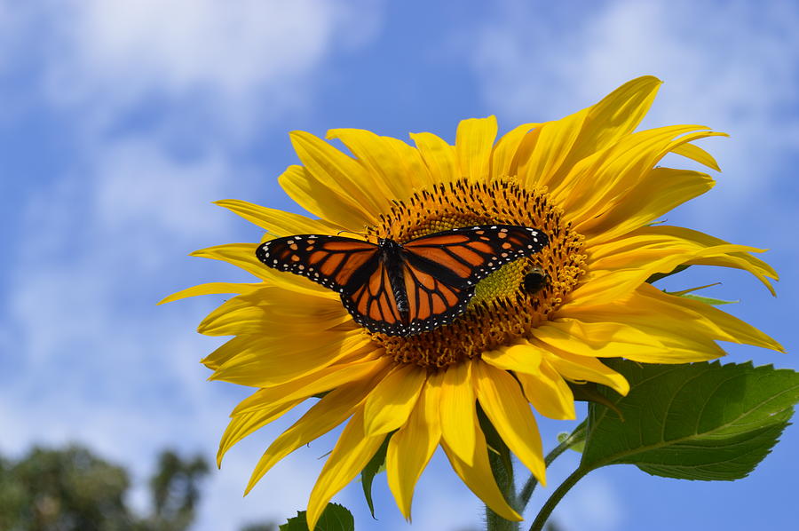 Monarch and Sunflower Photograph by Kurt Duerksen - Fine Art America