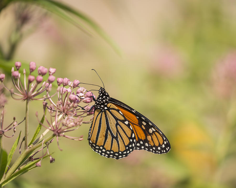 Monarch and Swamp Milkweed 1-2015 Photograph by Thomas Young