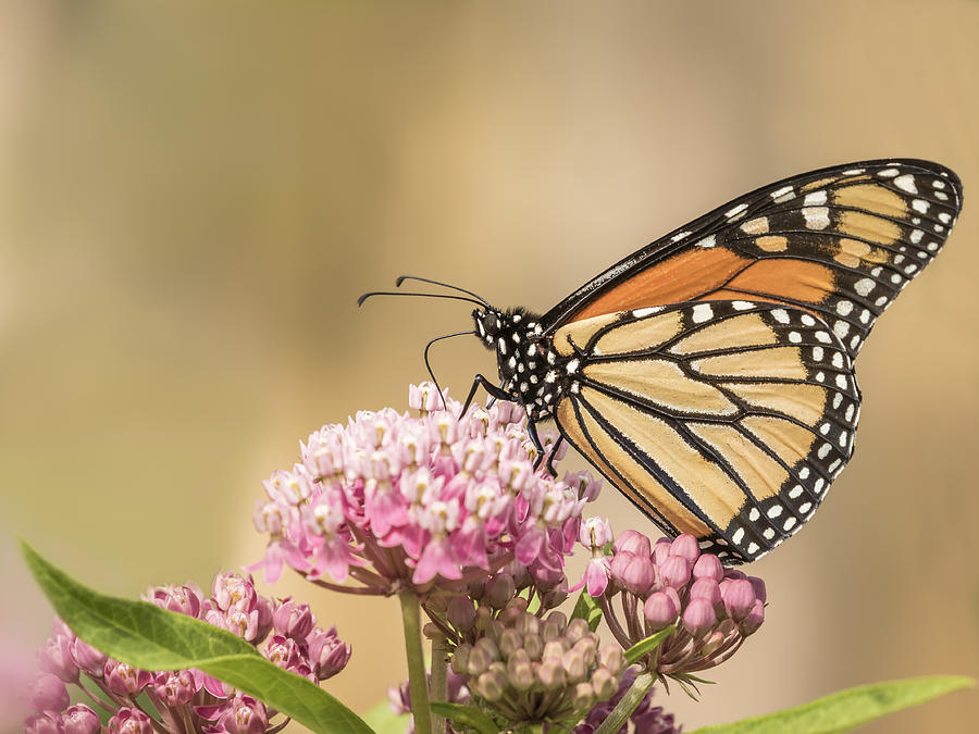 Monarch and Swamp Milkweed Photograph by Thomas Young