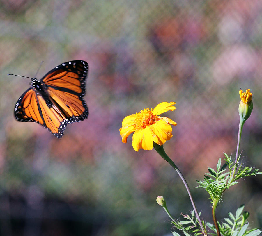 Monarch and the Marigold Photograph by Jennifer Robin