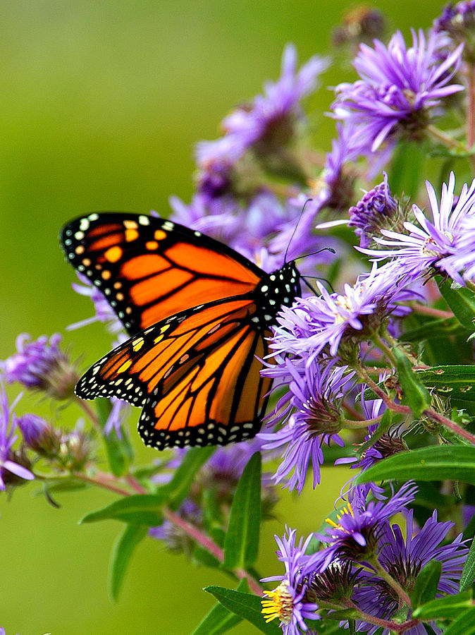 Butterfly Photograph - Monarch and Wild Asters by Neil Doren