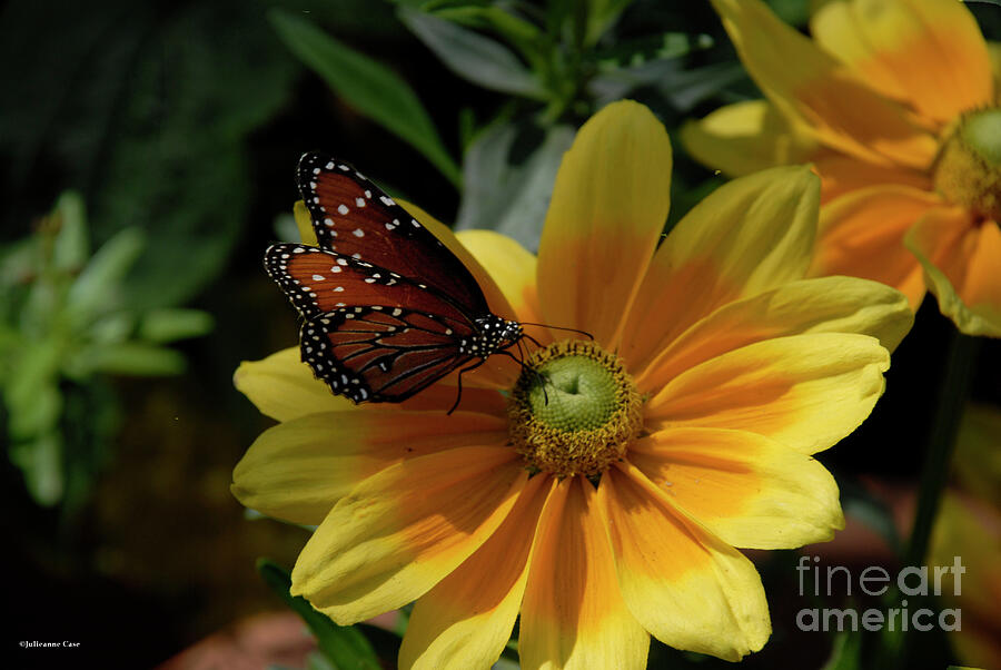 California Butterfly And Yellow Gold Photograph