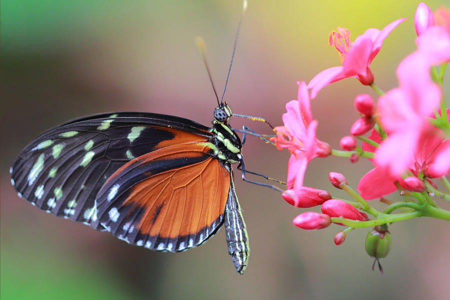 Monarch Photograph by Angela Murdock