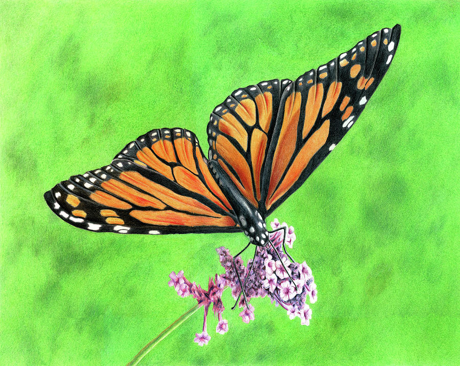 Monarch Drawing by Ann Milner