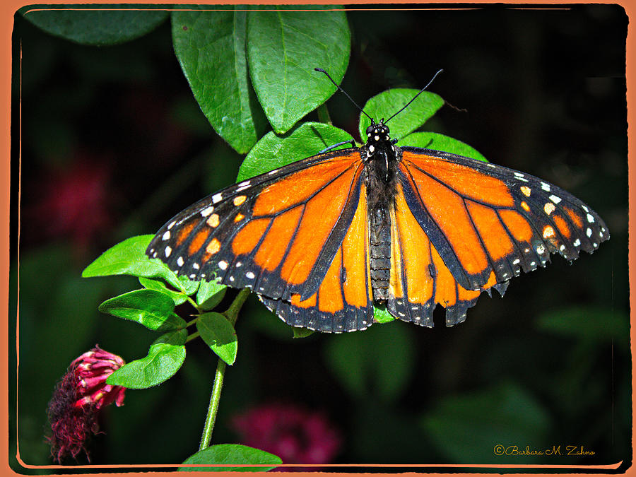 Monarch at Butterfly Wonderland Photograph by Barbara Zahno