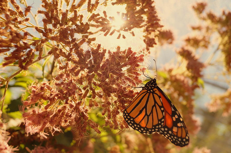 Monarch Beauty Photograph by Beth Collins