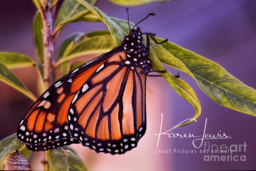 Monarch Beauty Photograph