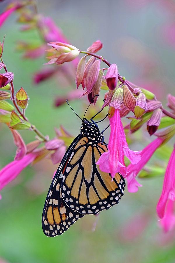 Monarch beauty Photograph by Ronda Ryan