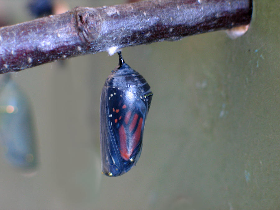 Monarch Before Emergence Photograph by Lucy Perna - Fine Art America