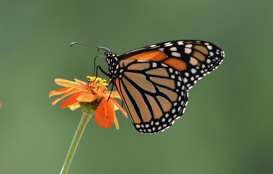 Monarch Photograph by Ben Foster