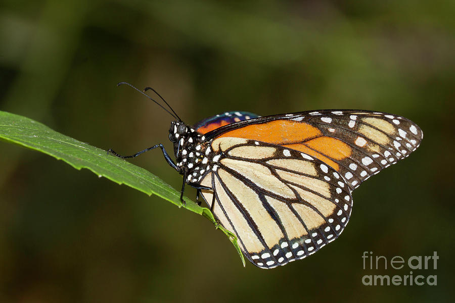 Monarch Photograph by Bryan Keil
