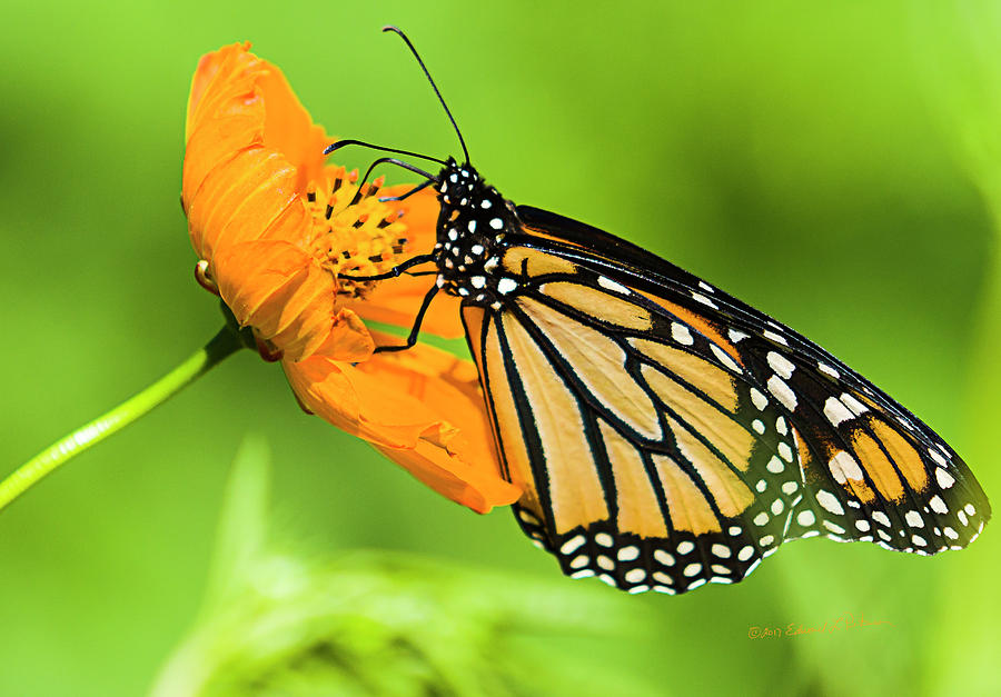 Monarch Butterflies and Flower Photograph by Ed Peterson