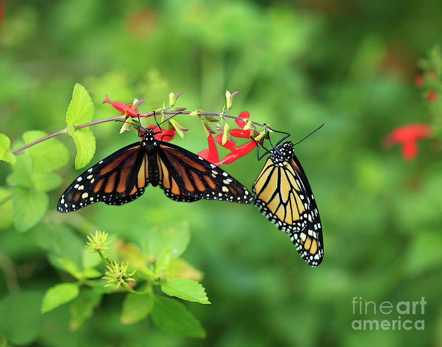 Monarch Butterflies and Salvia Flowers Photograph by Luana K Perez
