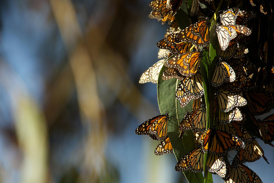 Monarch butterflies Pyrography by Artistic Panda - Fine Art America