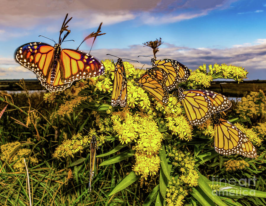 Monarch butterflies at Forsythe Photograph by Nick Zelinsky Jr