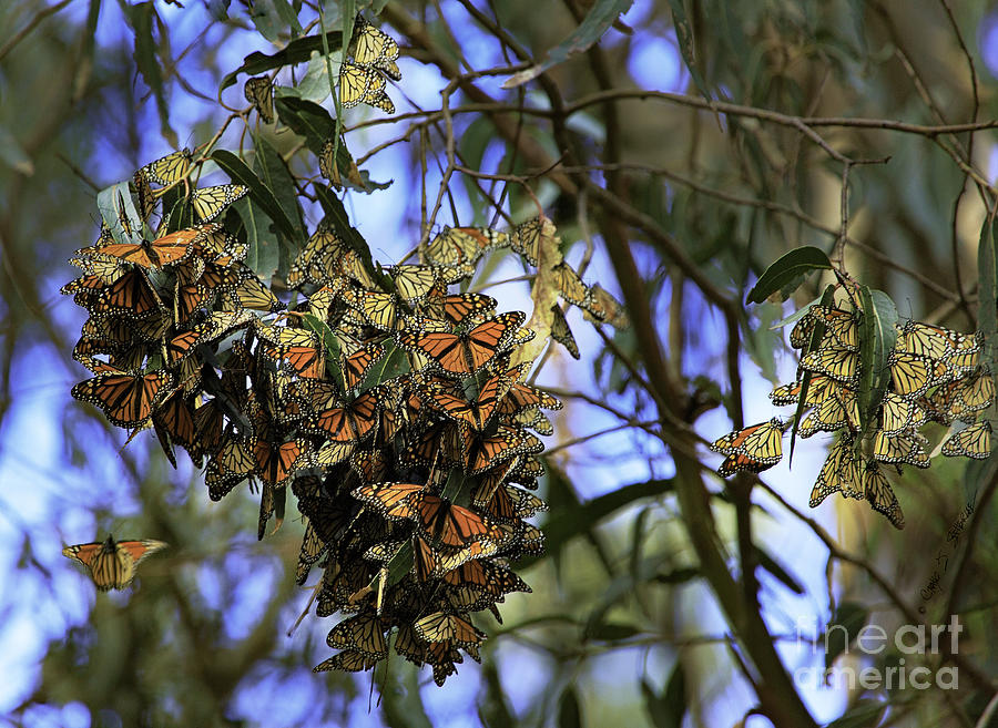 Monarch Butterflies Photograph by Craig J Satterlee