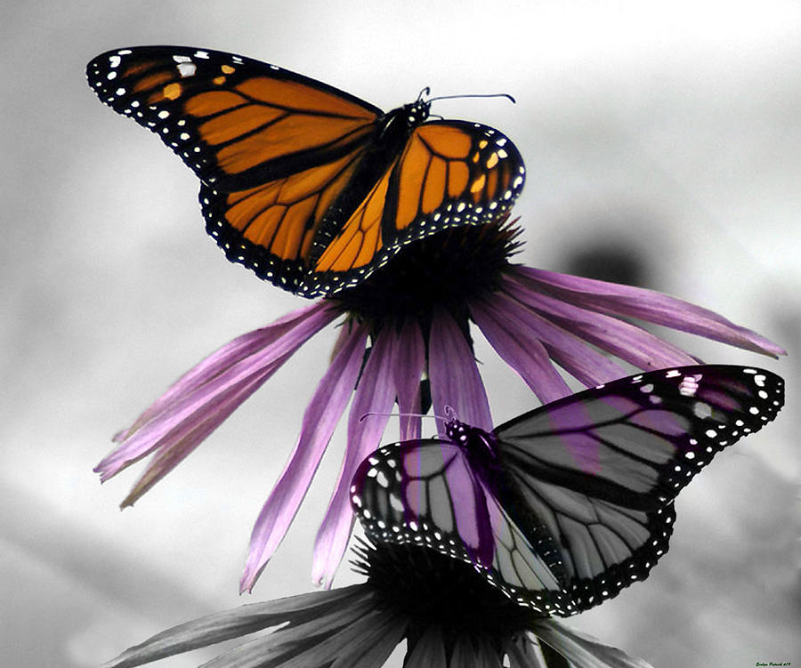 Monarch Butterflies Photograph by Evelyn Patrick