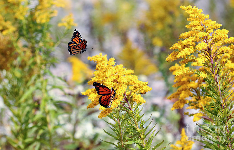 Monarch Butterflies Feeding on Goldenrod Photograph by Charline Xia