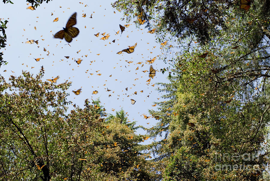 Monarch Butterflies Photograph by Howie Garber