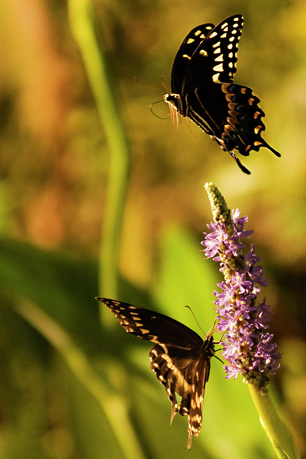 Butterfly Photograph - Monarch Butterflies In Spring At Wakulla Springs by Frank Feliciano