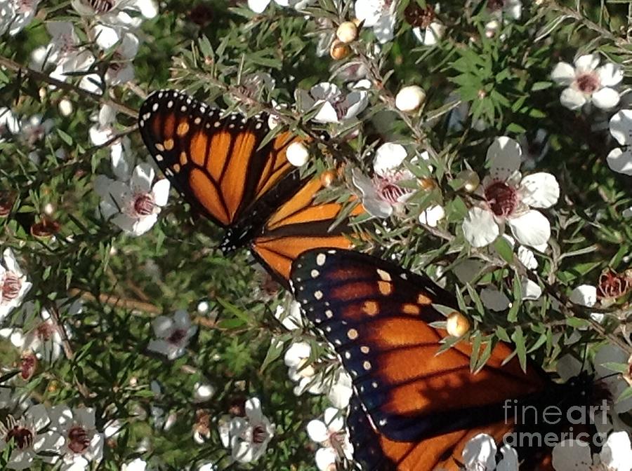 Monarch Butterflies  Photograph by By Divine Light