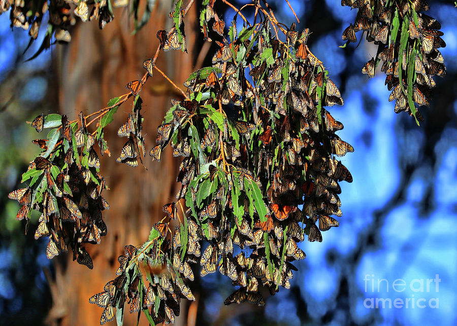 Monarch butterflies of Pismo 2 Photograph by Stephanie Laird