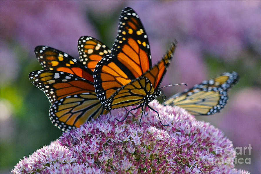 Monarch Butterflies On Sedum Photograph by Blair Seitz