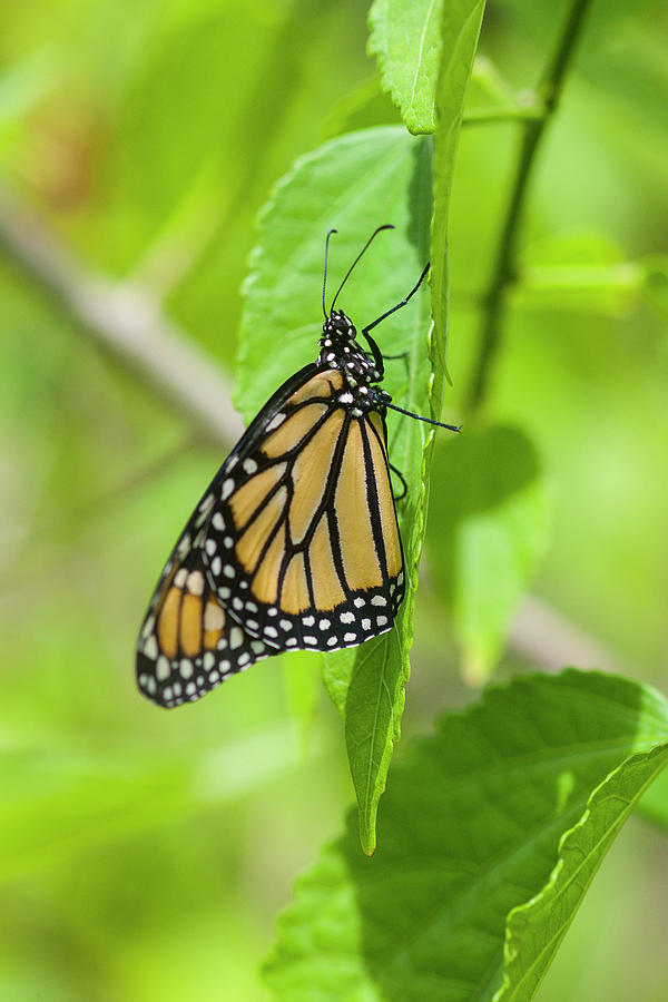 Monarch Butterflies Photograph by Rich Franco