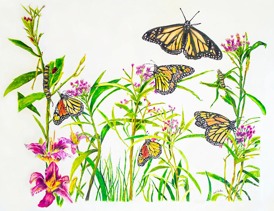 Monarch Butterflies Drawing by Scott Parker