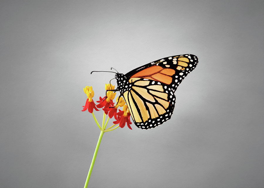 Monarch Butterflies Photograph by Steven Michael